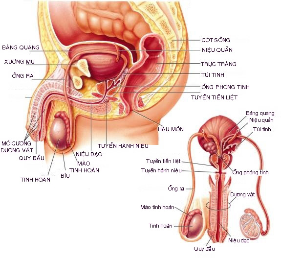 Điều trị ung thư tinh hoàn