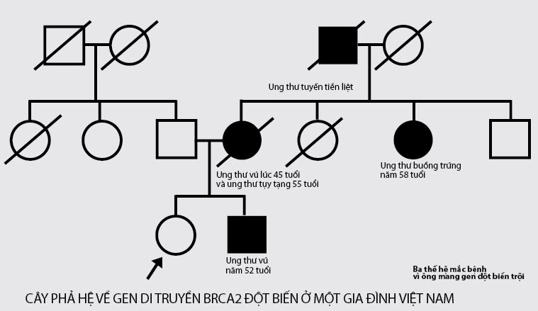 Cây phả hệ gen di truyền ung thư vú tại Việt Nam