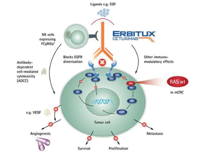 Cơ chế hoạt động của Erbitux