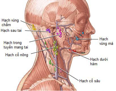 Hạch to dưới hàm