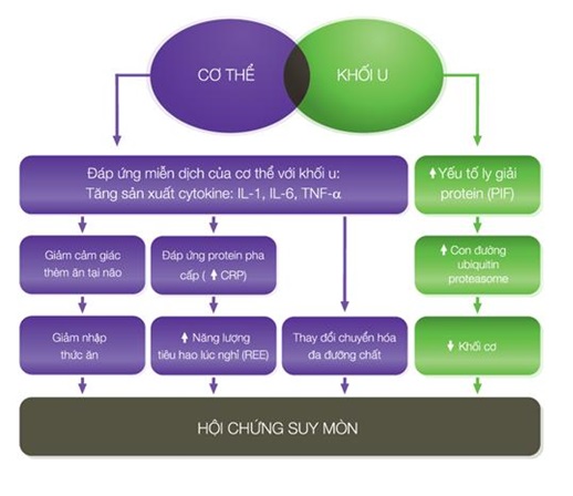 Hội chứng suy mòn dinh dưỡng do ung thư - Cachexia