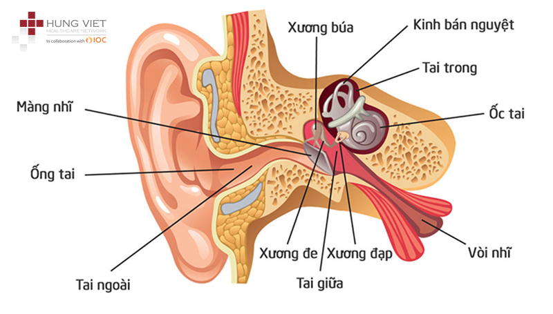 Nấm ống tai ngoài