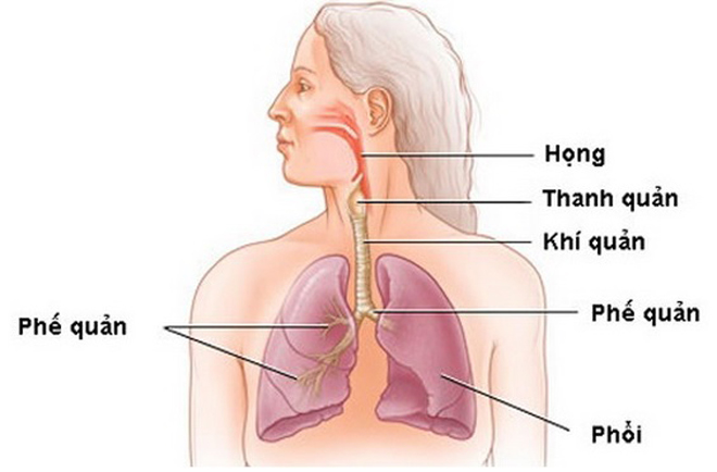 Phế quản là đường dẫn khí trong nhu mô phổi, có chức năng vô cùng quan trọng