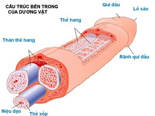 ung-thu-duong-vat