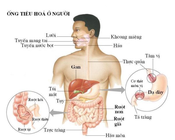 vị trí đại trực tràng