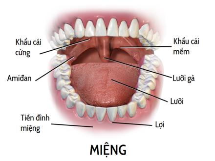 Xuất huyết dưới niêm mạc khẩu cái cứng